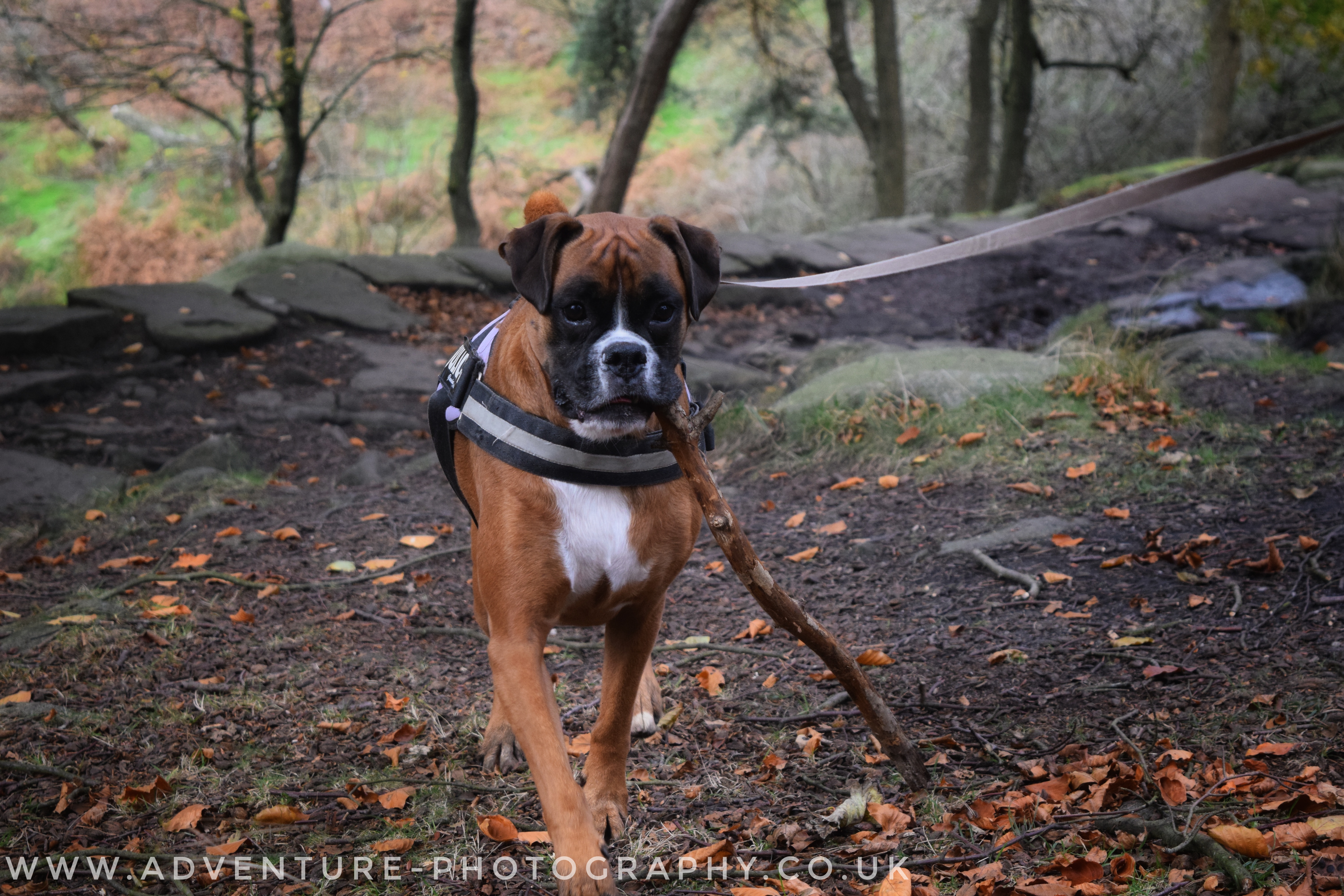 Padley Gorge