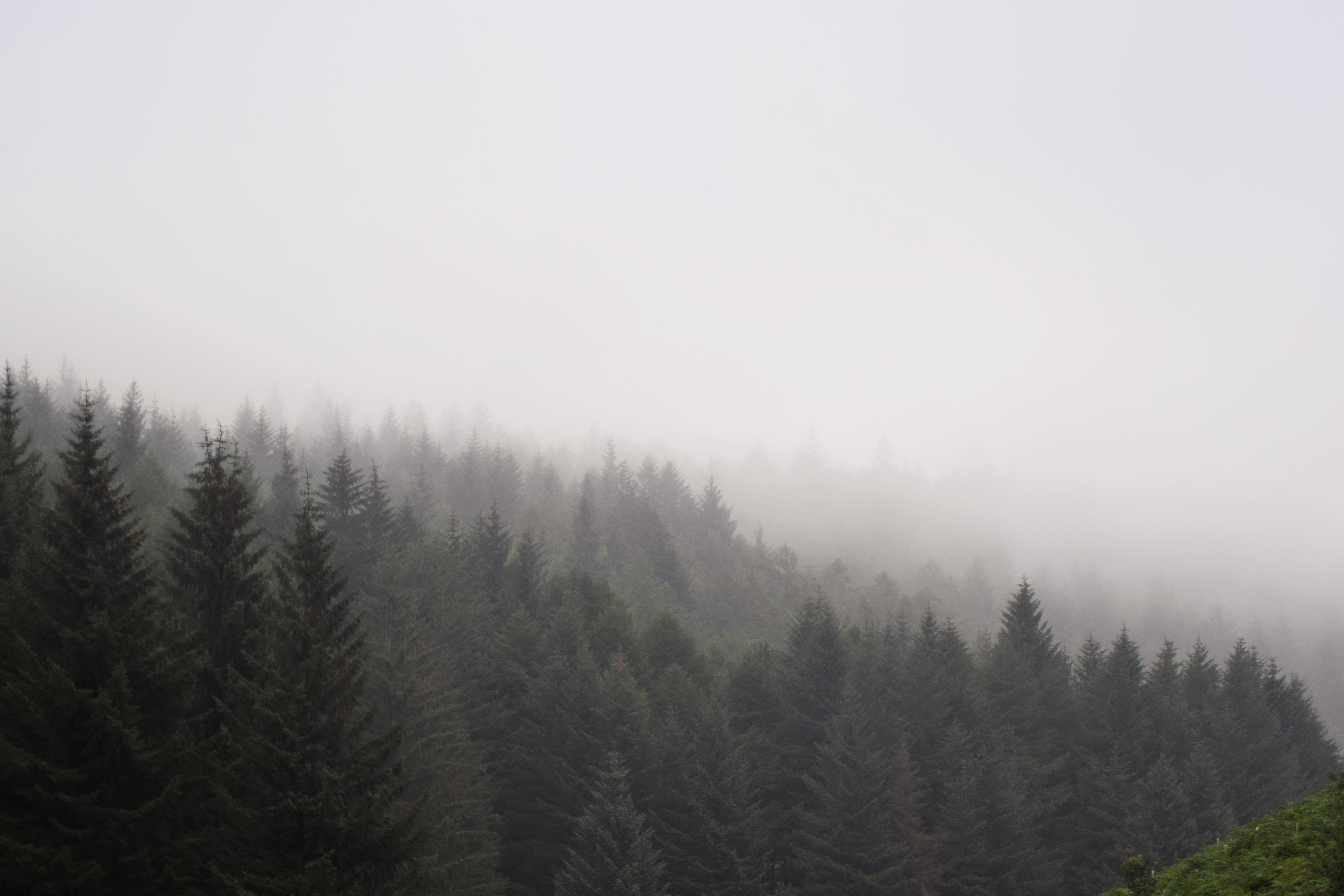 Lady Clough Forest